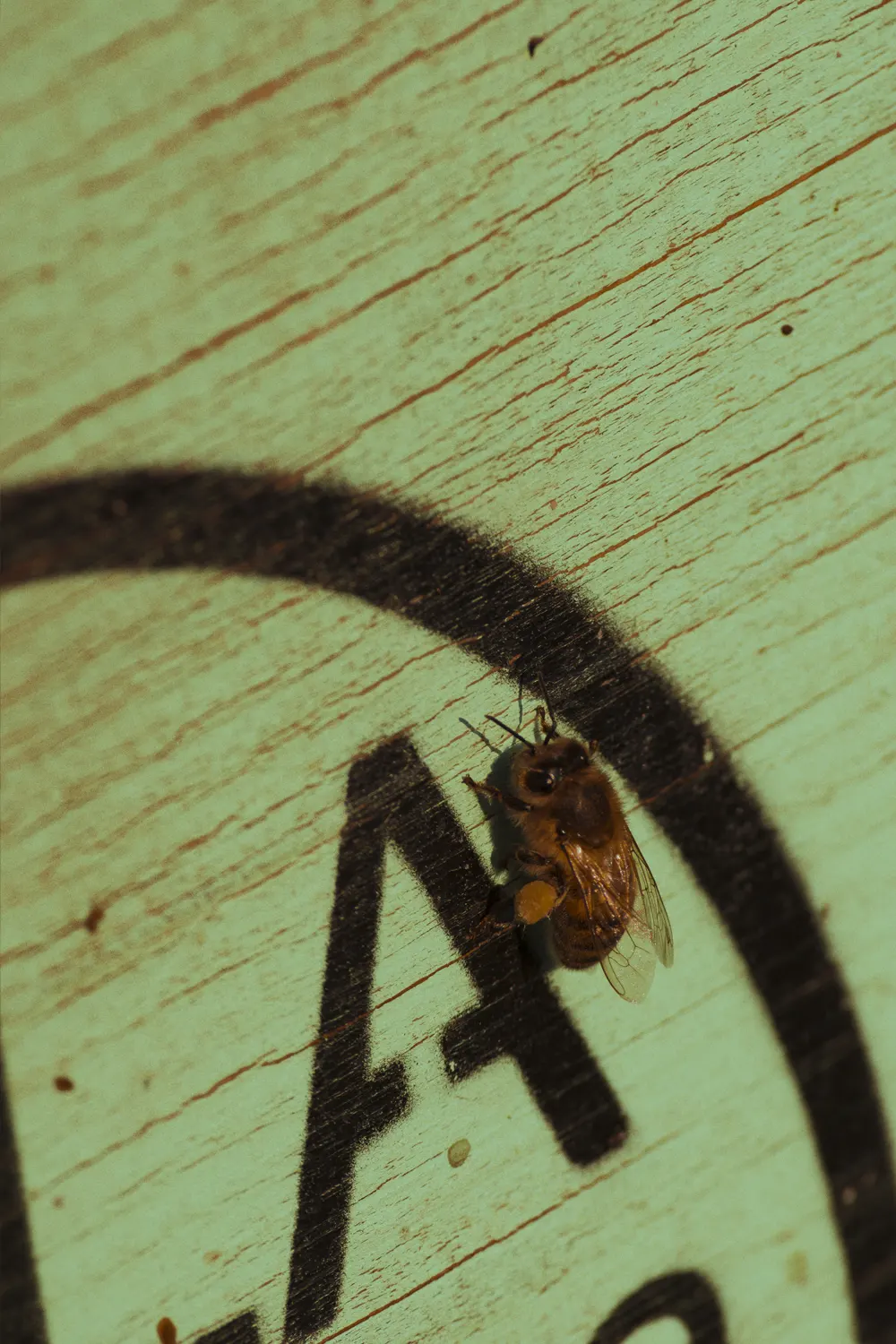 Apicoltura Sala - Foto macro ape