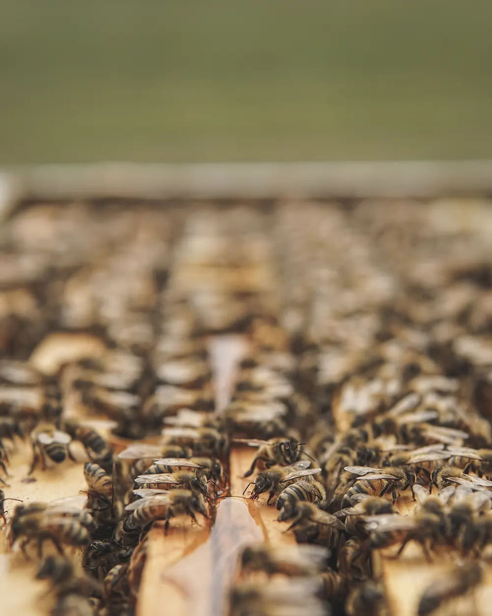 Apicoltura Sala - Foto macro ape